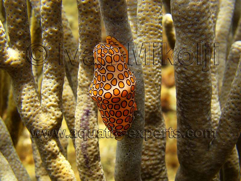 Flamingo Tongue Snail